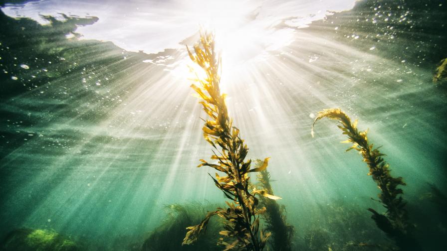 Откриха токсични водорасли в Черно море