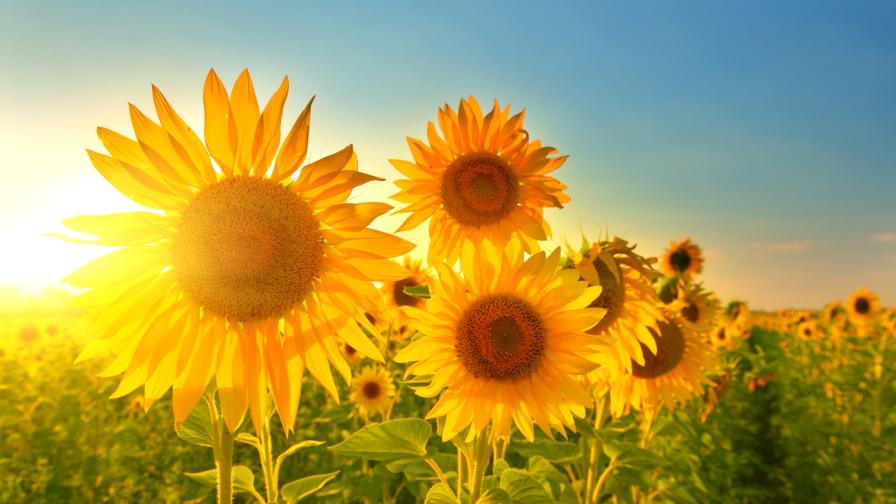 Очаква ни слънчева и топла неделя, без валежи ☀️