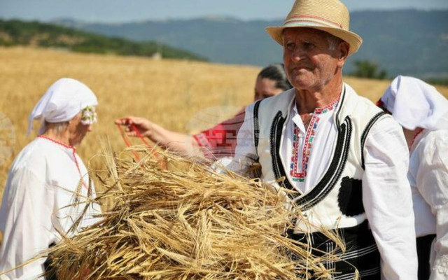Старт на жътвената кампания в Бургаско