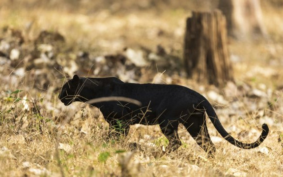 Франс прес гръмна: Цяла България дири черна пантера безуспешно