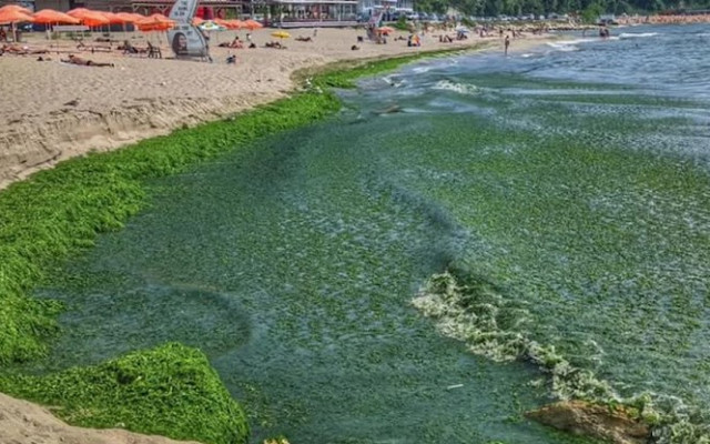 Морето цъфна, идва мъртвакът
